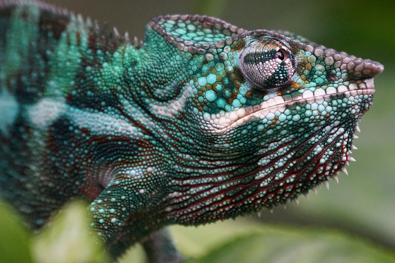 The Powerhouse of Biodiversity: Exploring the Amazon Rainforest